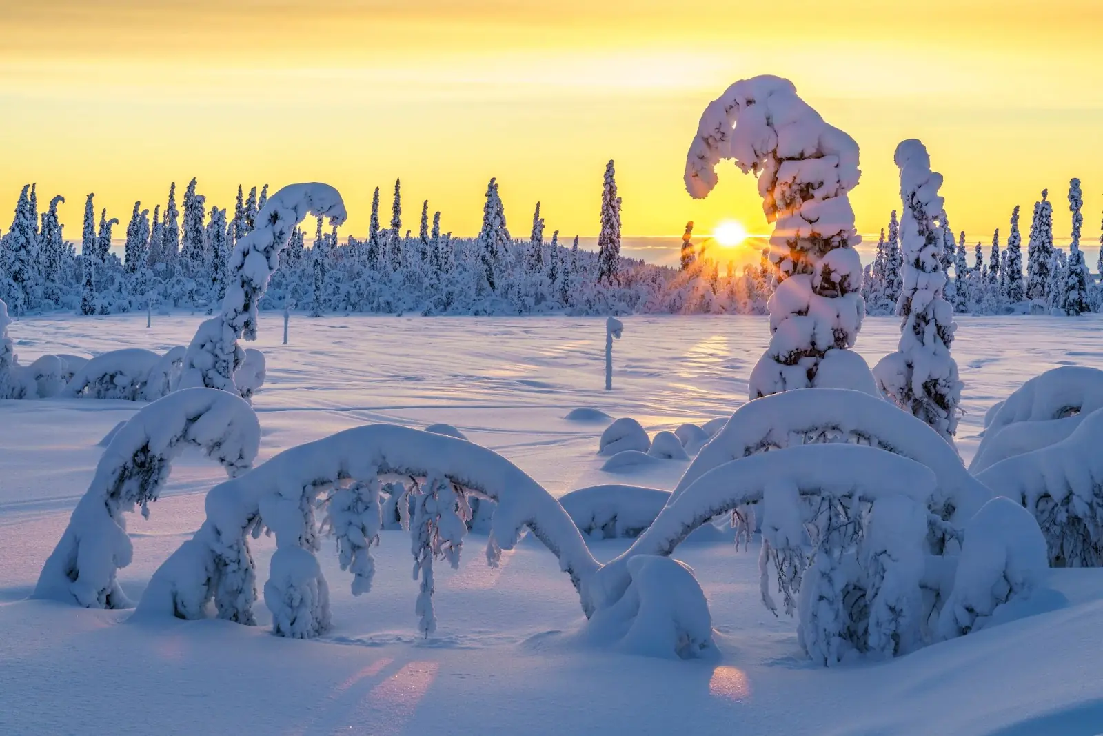 Snow covers lots of trees in Sweden.