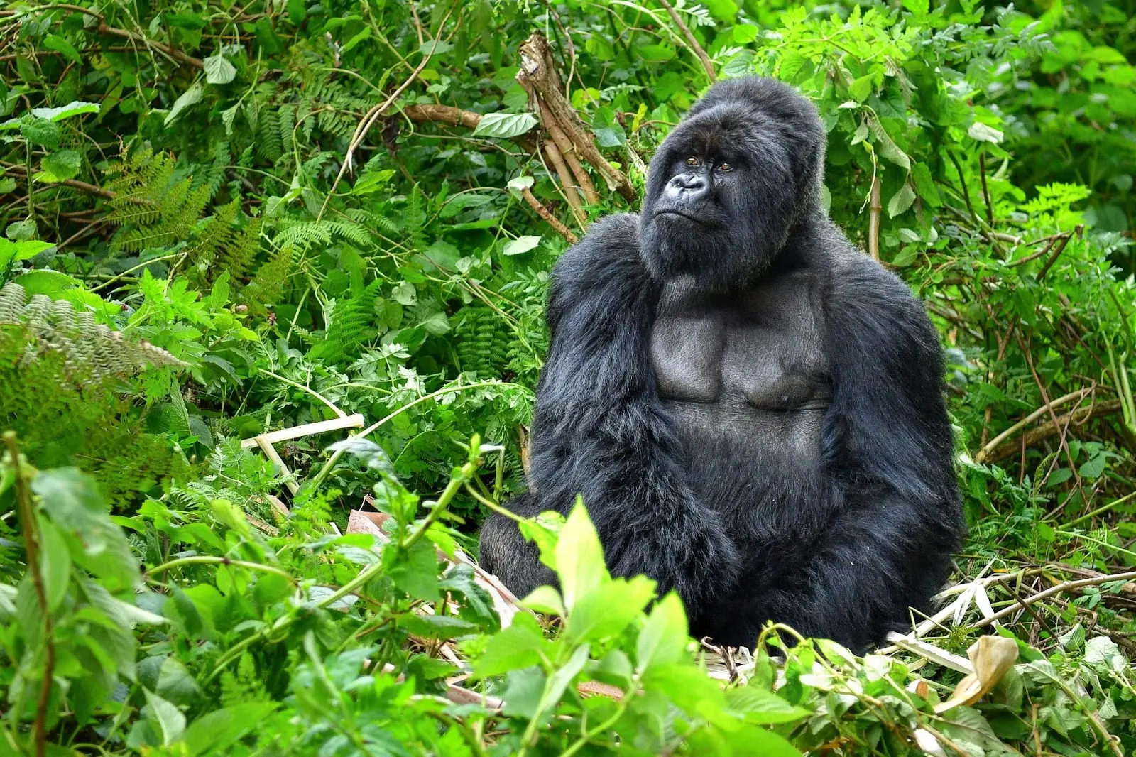 A silverback mountain gorilla in a rainforest in Rwanda