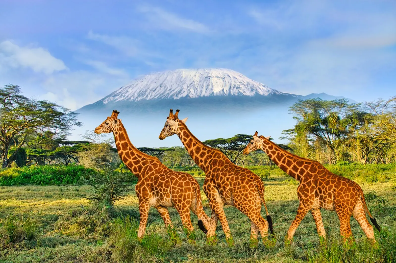 Giraffes and sunset in Tsavo East and Tsavo West National Park in Kenya