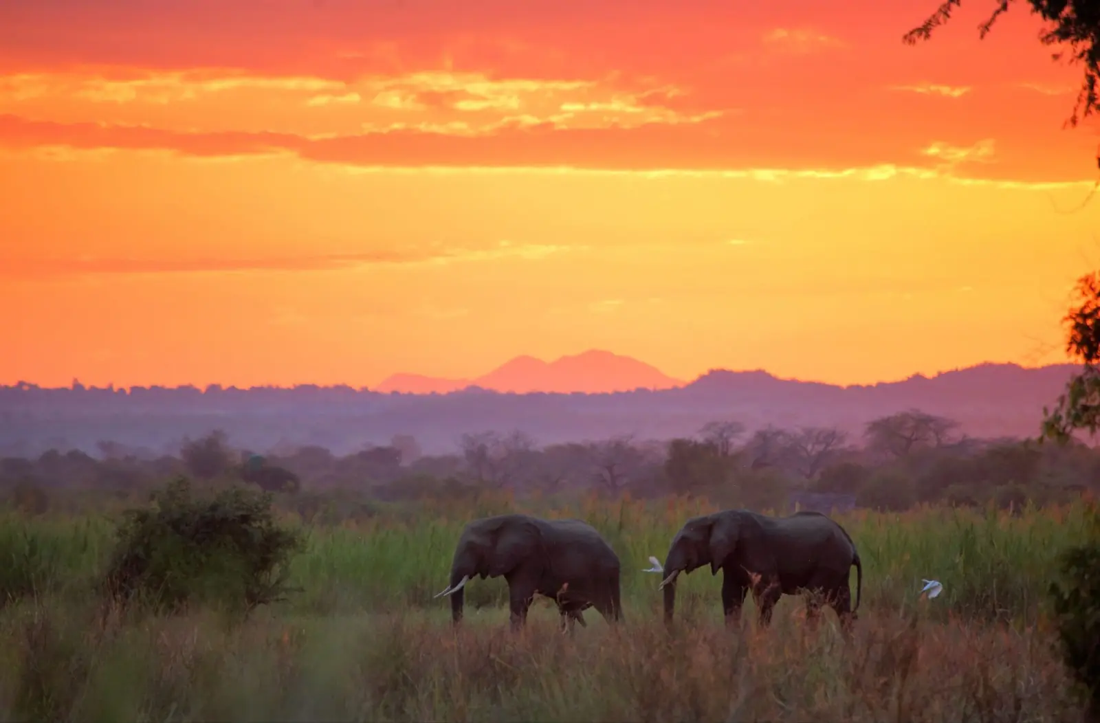 Elephants at sunset in Liwonde National Park. Malawi