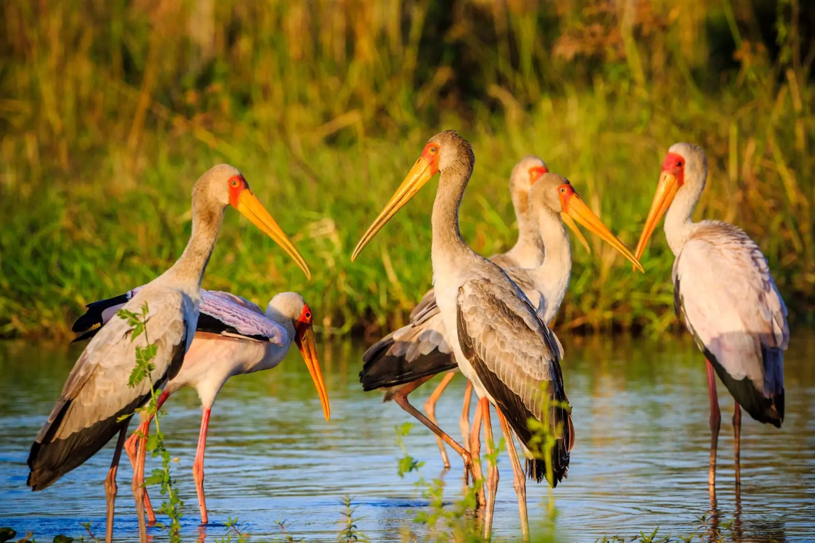 Yellow-billed stork (Mycteria ibis) in Liwonde National Park - Malawi