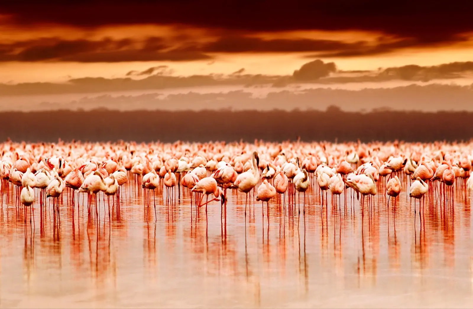 African flamingos in the lake over beautiful sunset, flock of exotic birds at natural habitat, Africa landscape, Kenya nature, Lake Nakuru national park reserve.