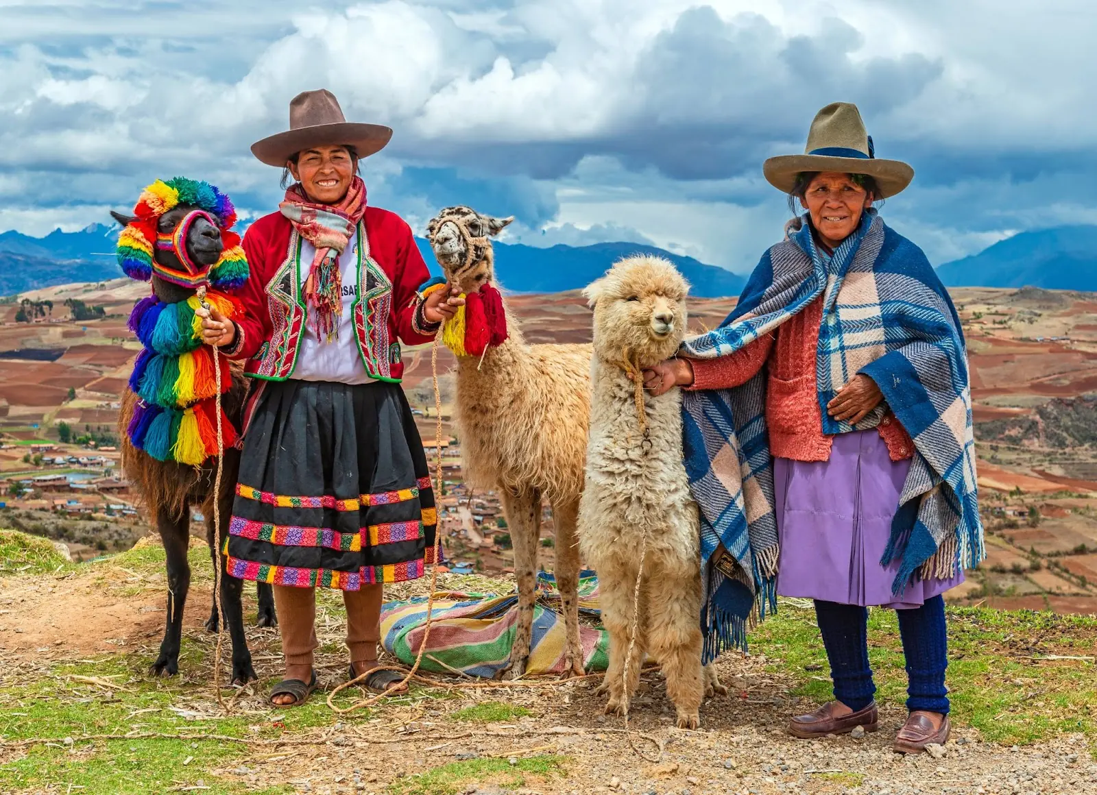 A rural portrait of Peruvian Quechua Indigenous Women in traditional clothes with their domestic animals, two llama and one alpaca in the Cusco province. Peru