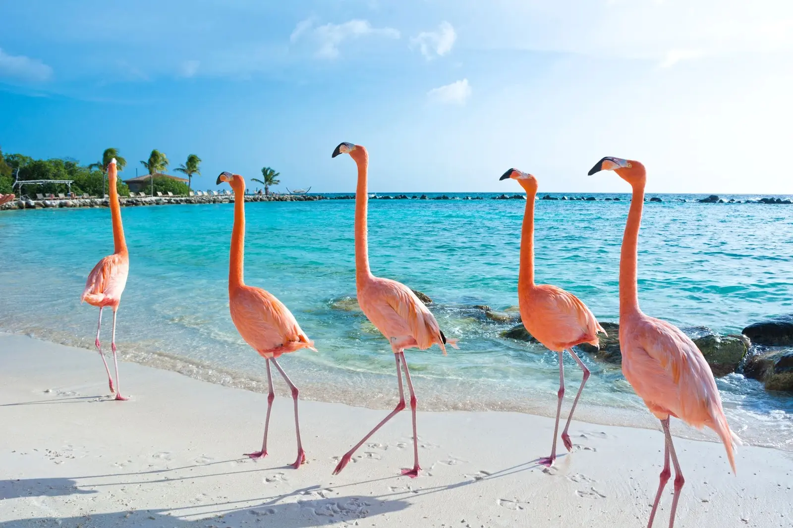 Pink flamingo, Aruba island