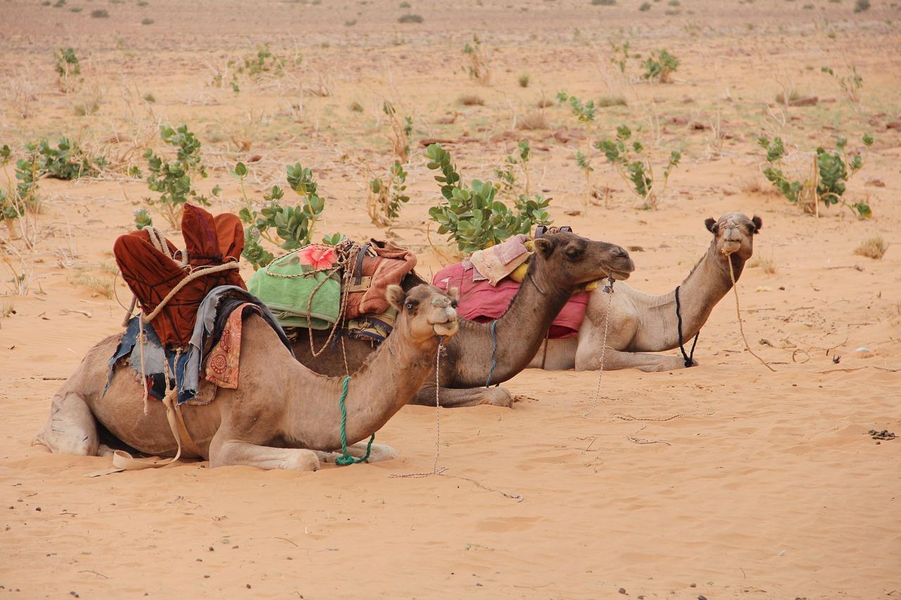 Camels, Mauritania