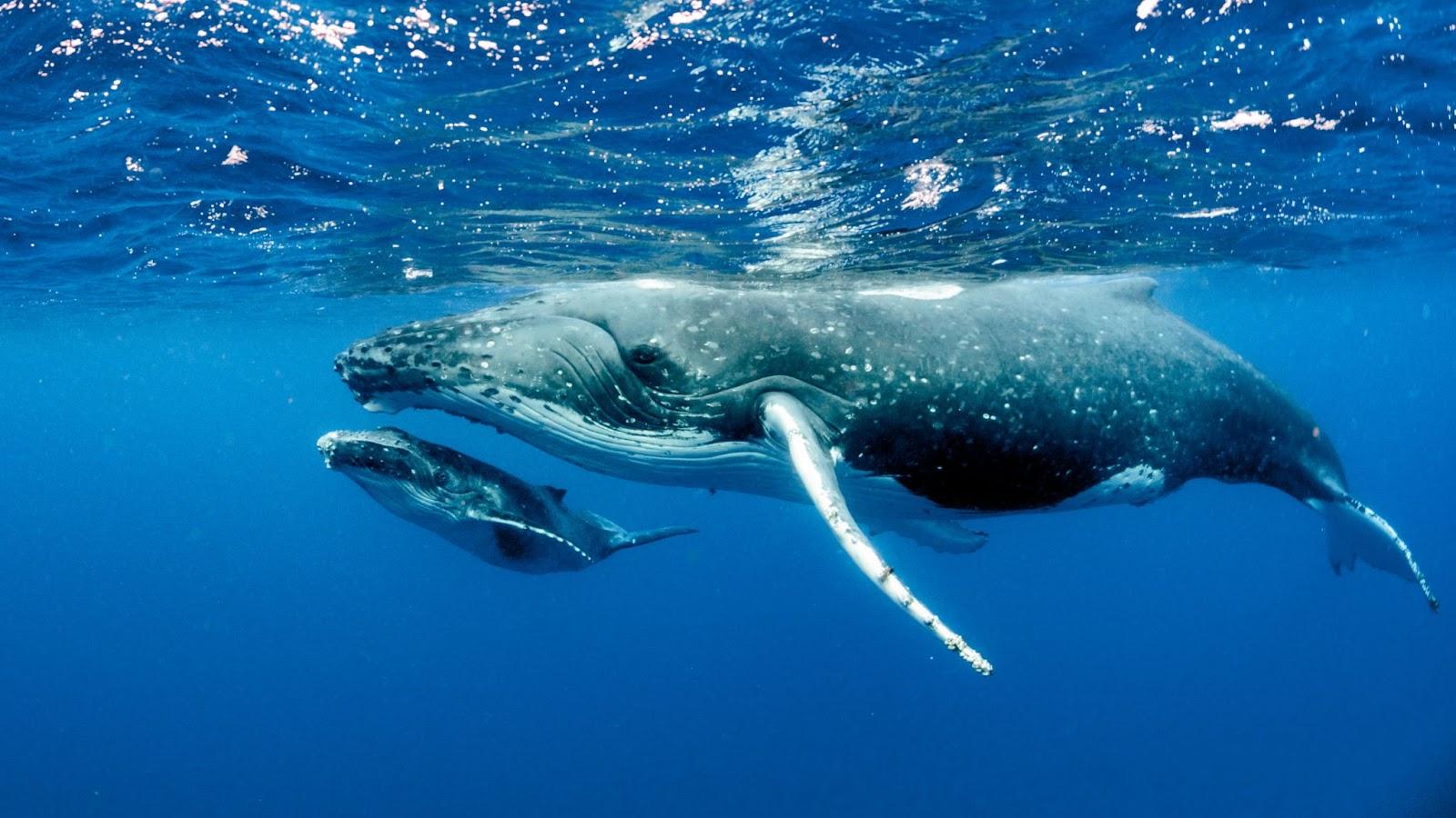 Humpback whale migration Tonga