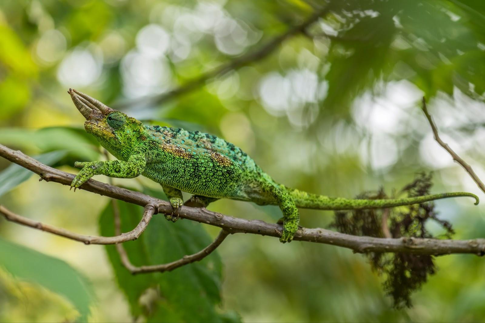 Johnston's Chameleon - Trioceros johnstoni, beautiful colorful lizard Burundi