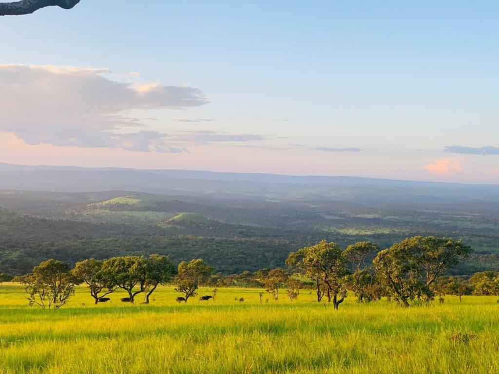 Bufalos sight during safari walk Cankuzo. Burundi