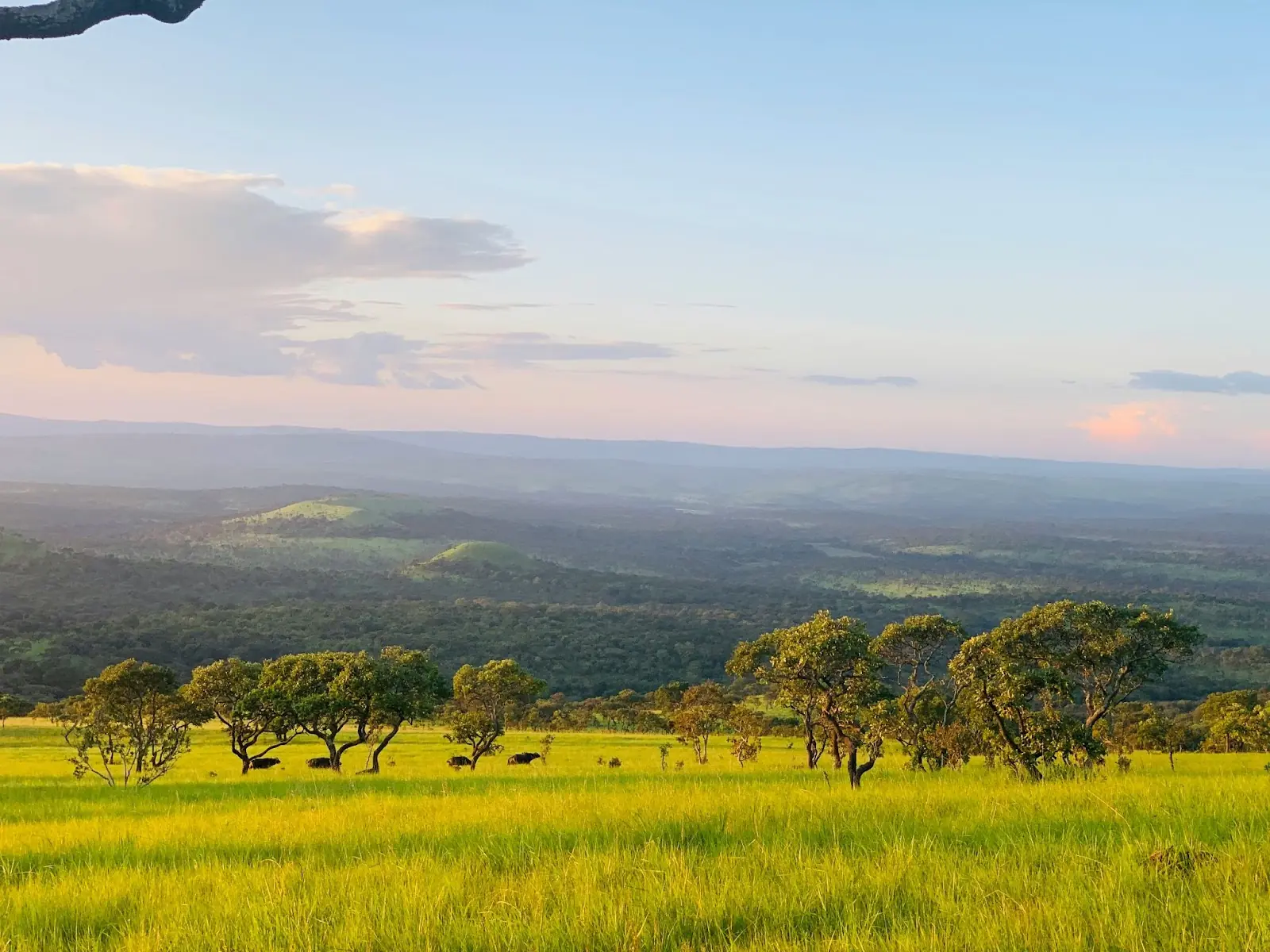 Bufalos sight during safari walk Cankuzo. Burundi