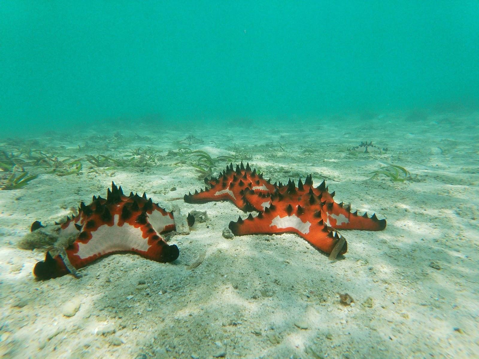 beautiful Horne starfishes in the lagoon Vanuatu