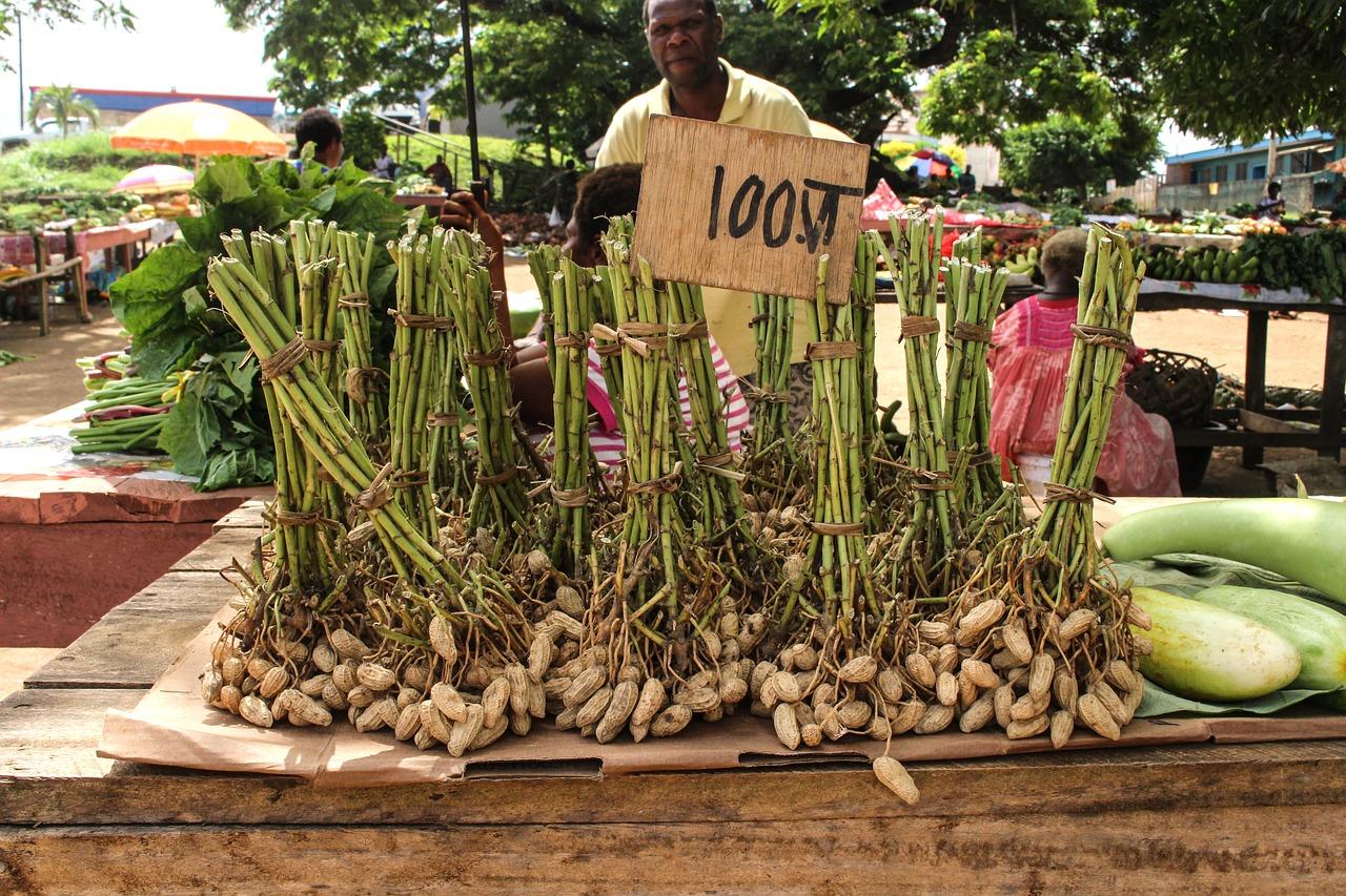 Market seller selling freshly harvested peanuts still on the plant, Vanuatu