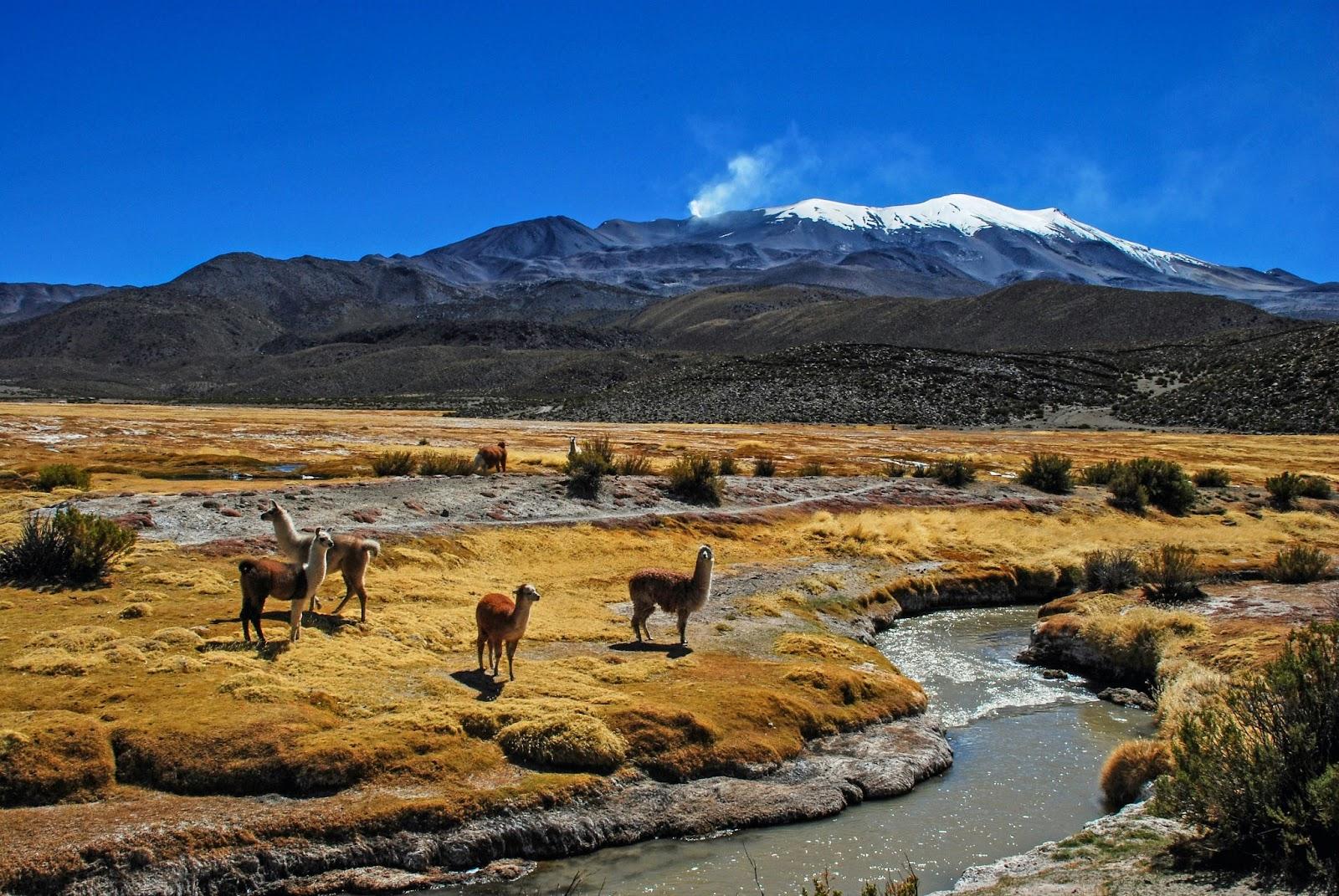 Wild Llamas in front of a mountain range in Bolivia