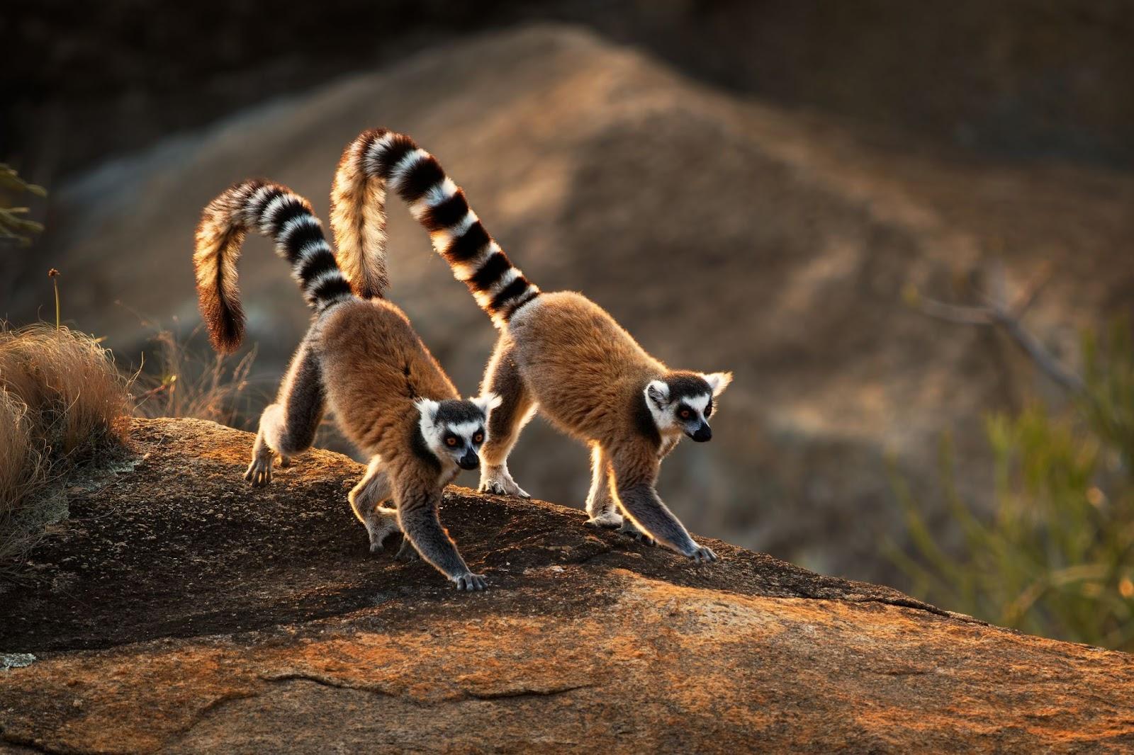 Ring-tailed Lemur - Lemur catta large strepsirrhine primate with long, black and white ringed tail, endemic to Madagascar and endangered, in Malagasy as maky, maki or hira. Pair on the rock.