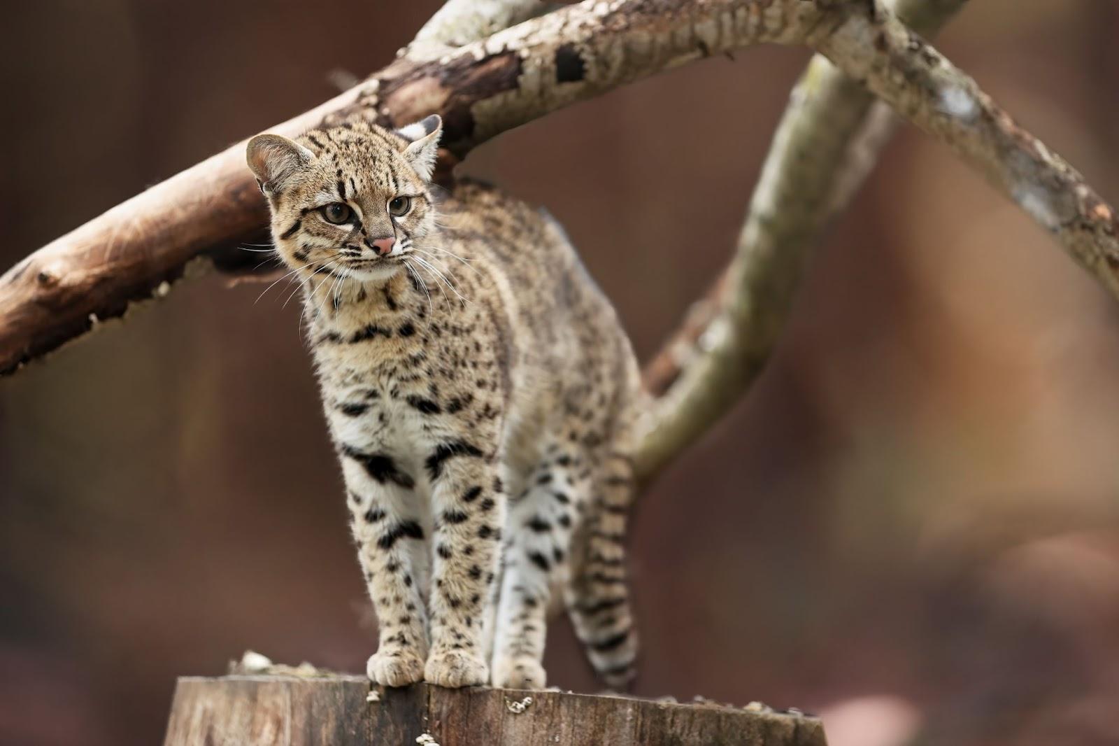 Geoffroy's cat, Leopardus geoffroyi, wild cat native to the South America. Nocturnal and a solitary south american cat. Animal in captivity.