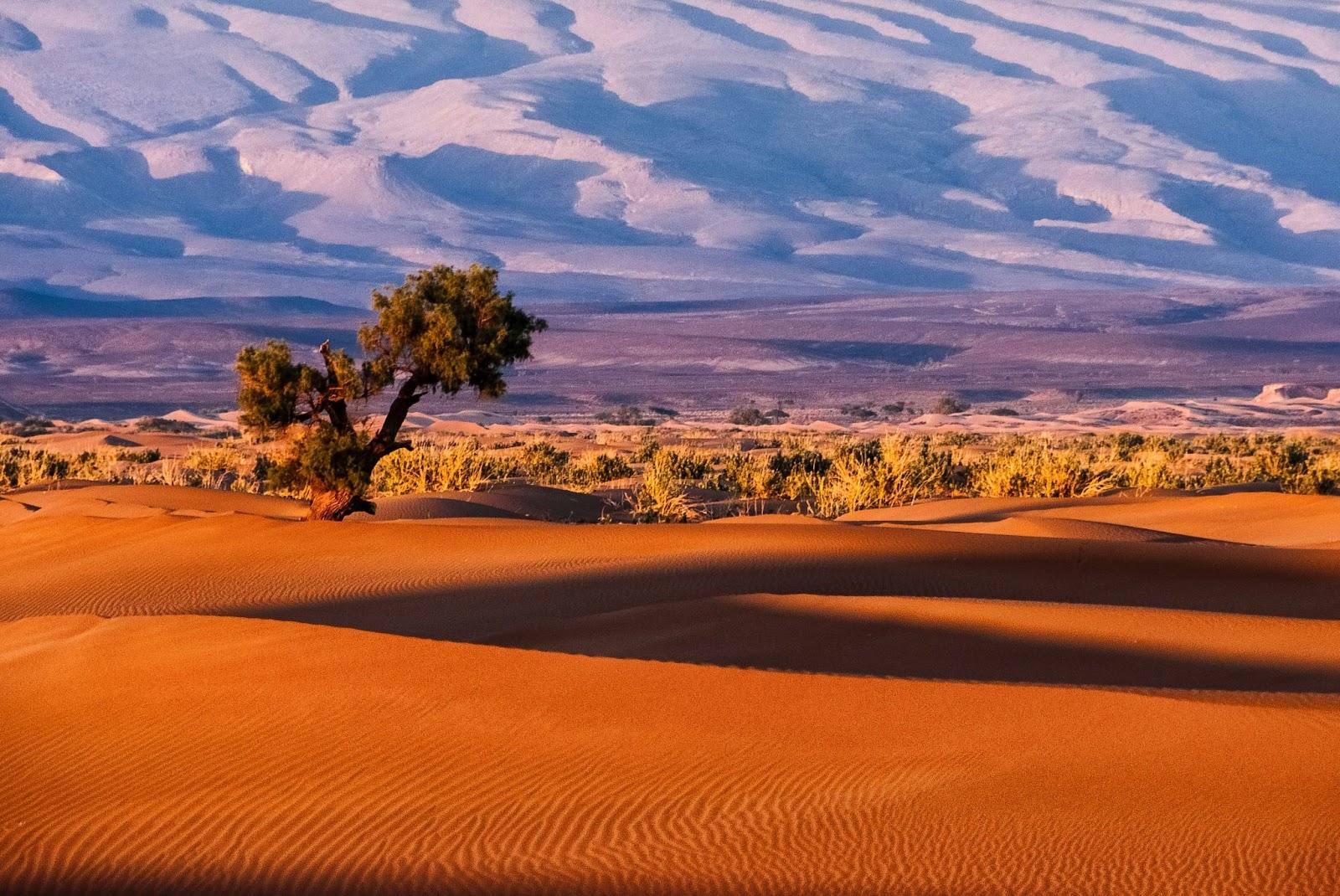 Tree in the Sahara desert. Tamnougalt.