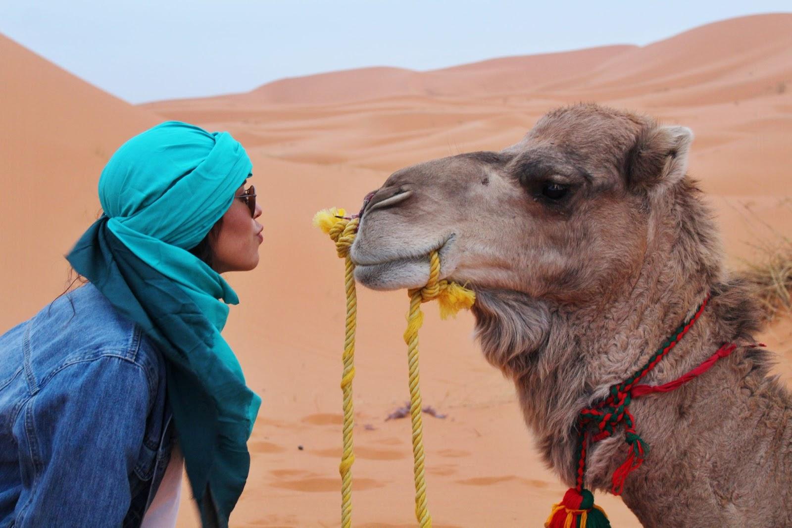 A women staring into the eyes of a camel from close up. Experience paid for by converting British pounds to MAD - common currency pairings.