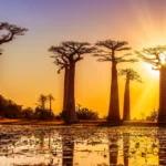 Avenue of the baobabs at sunset
