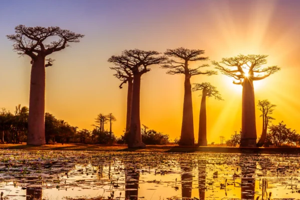 Get to know Madagascar’s currency: 5 fascinating tidbits