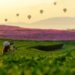 Lifestyle traveler women take a photo fire balloon on the nature tea and cosmos farm in the sunrise morning, happy feeling good relax and freedom. Travel Concept