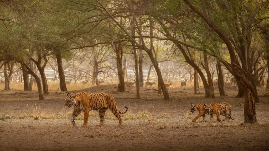 The Sundarbans