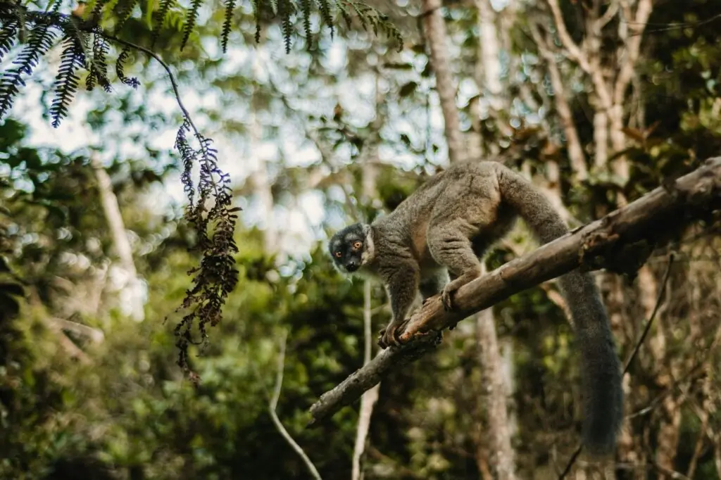 Lemur, forest of Madagascar