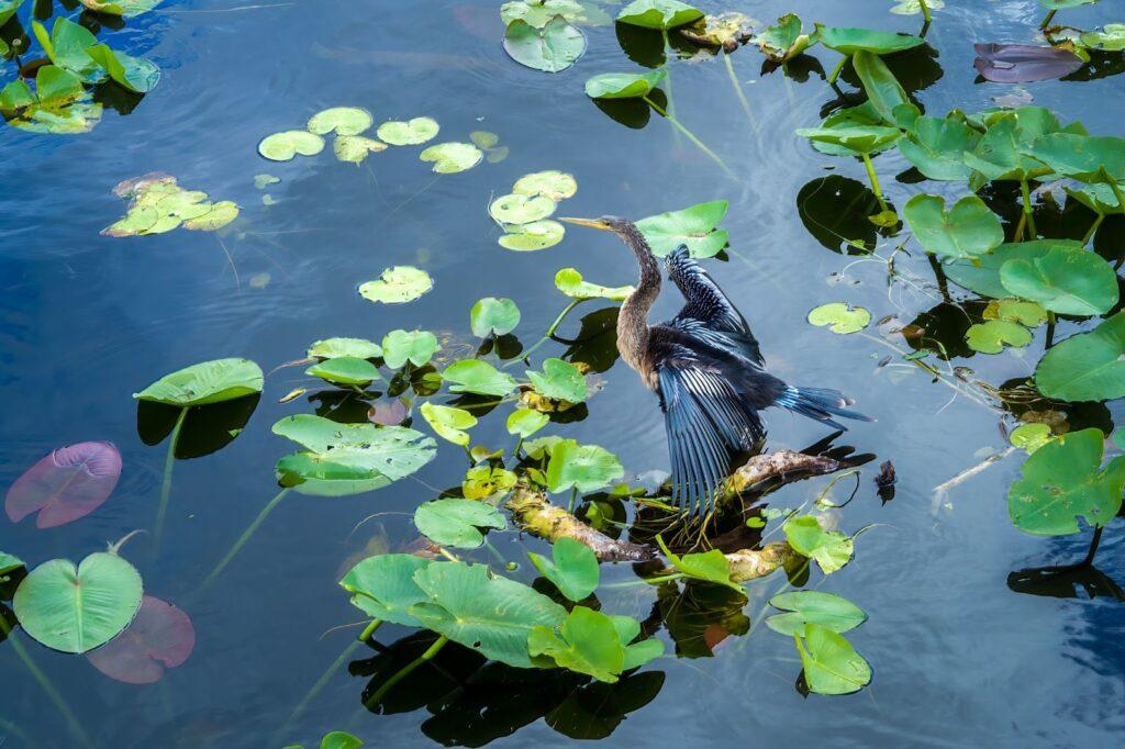 Florida Everglades.jpg