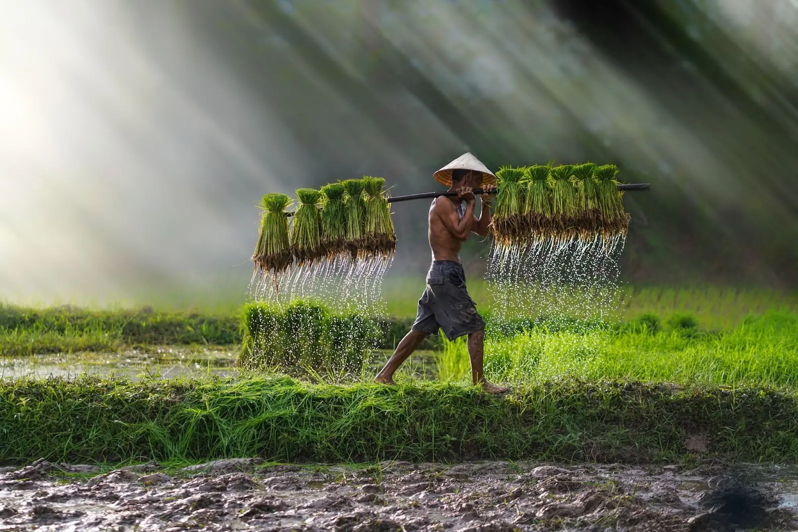 Vietnam farmer Bearing seedlings of rice to plant, Asian farmer Bearing rice seedlings on the back before the grown in paddy field,