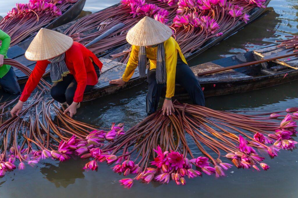 view of rural women in Moc Hoa district, Long An province, Mekong Delta are harvesting water lilies. Water lily is a traditional dish here. Travel and landscape concept