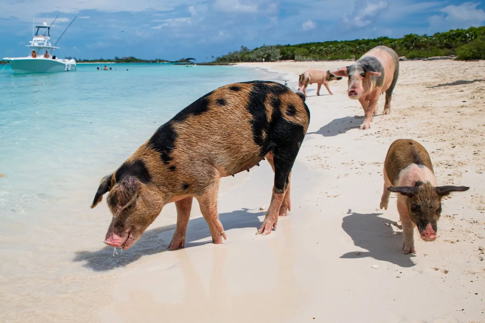 The famous swimming pigs (feral pigs) of Bahamas