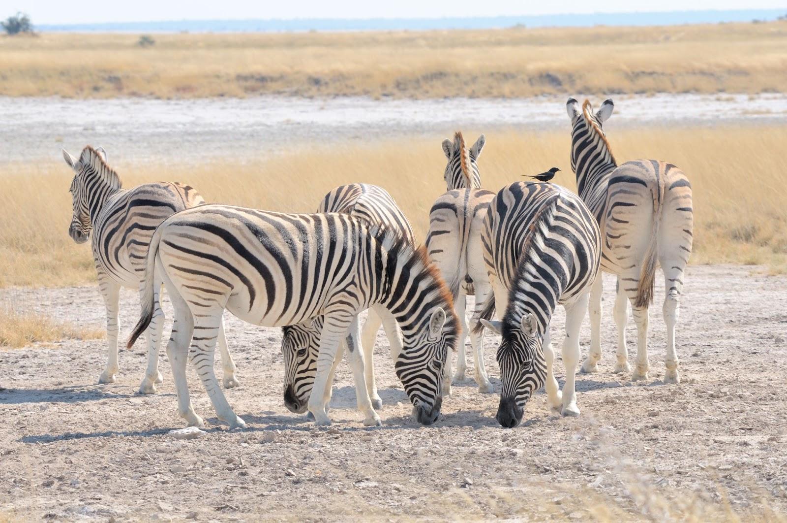 Zebras licking salt at the Etosha Pan in Etosha National Park, Namibia