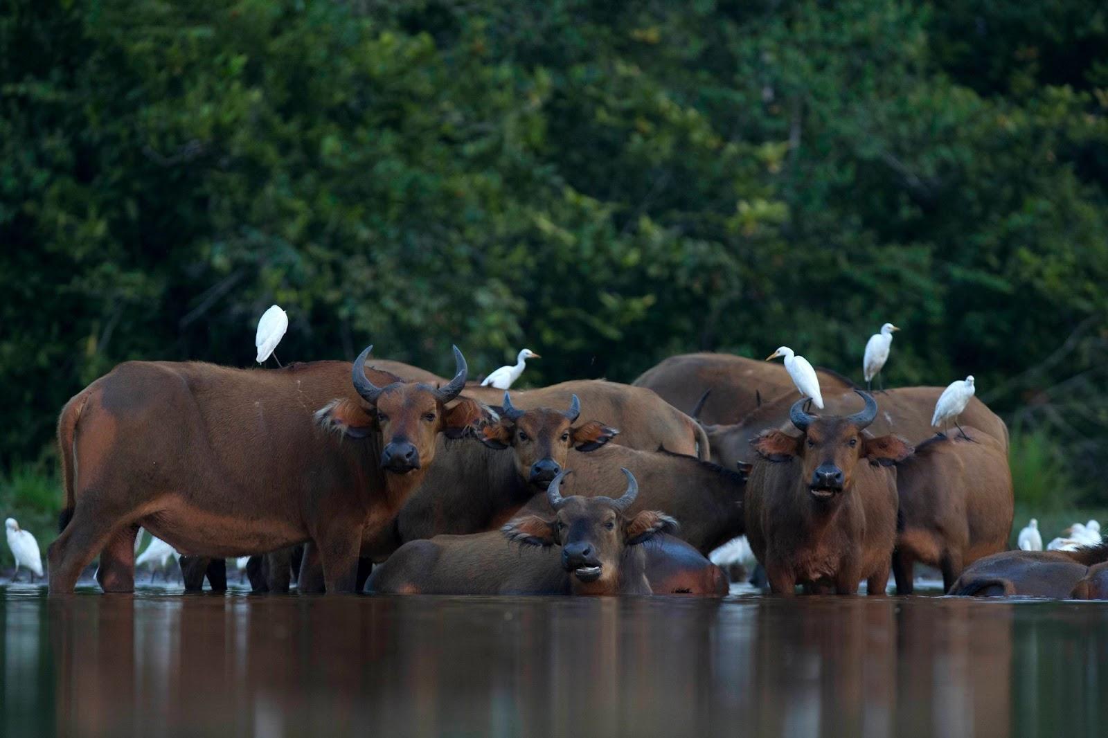 African forest buffalo (Syncerus caffer nanus), Odzala-Kokoua National Park, Republic of the Congo, Africa