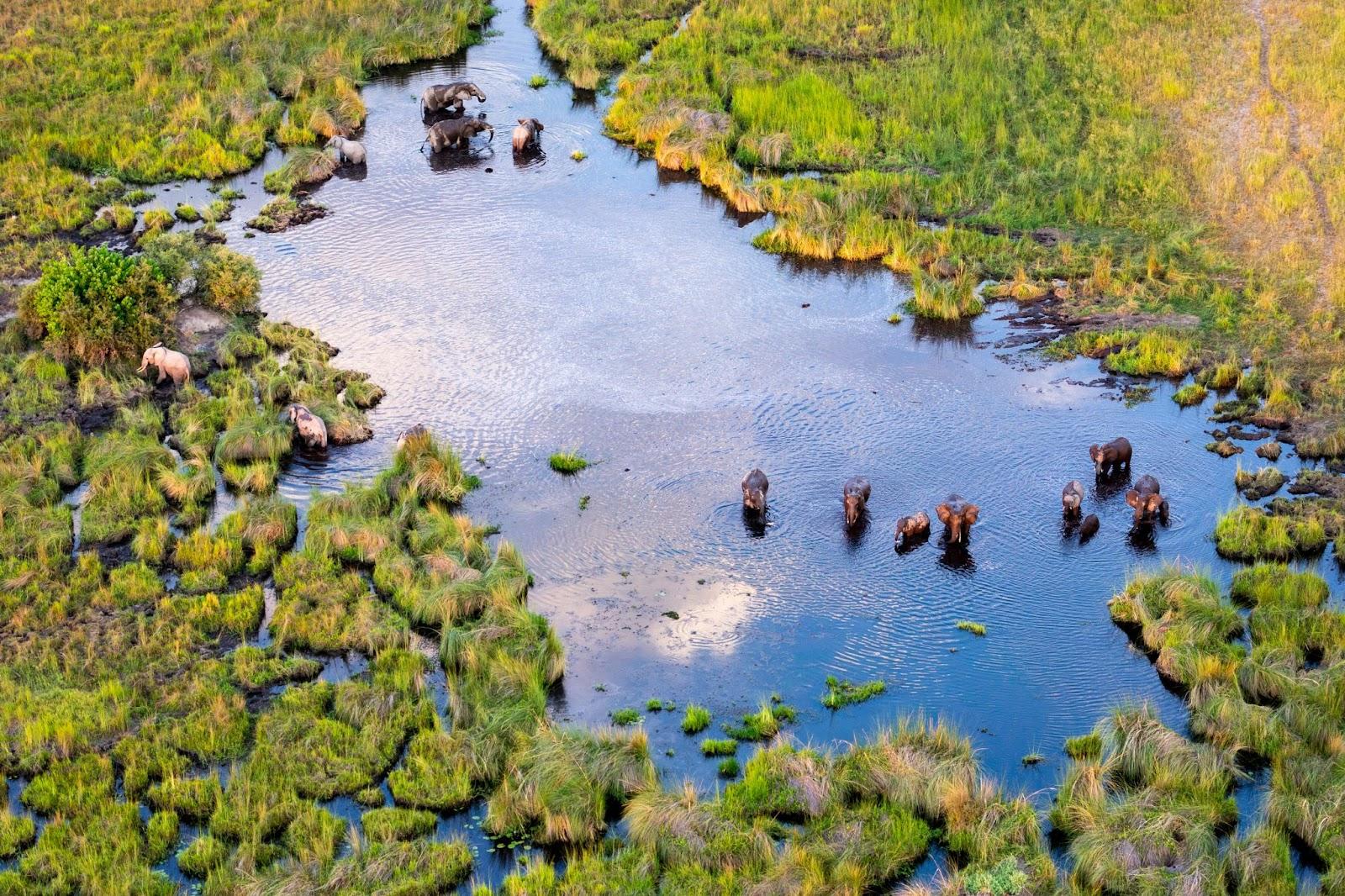 Aerial view to bush of delta Okavango with elephant.