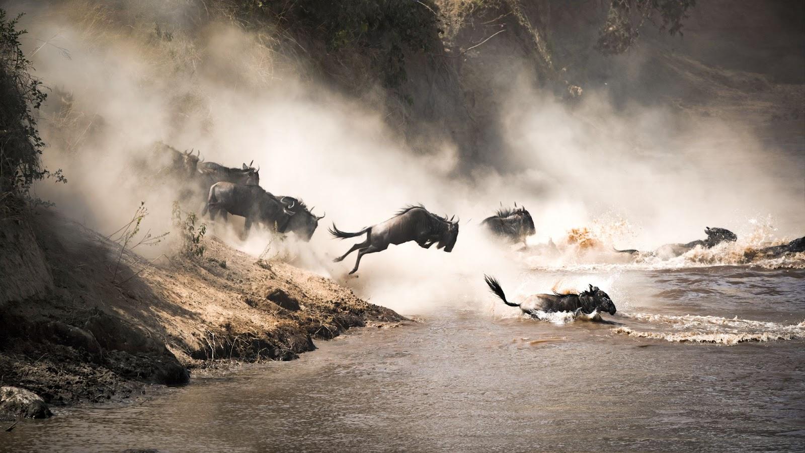 Wildebeest crossing the Mara River during the annual great migration. Every year millions will make the dangerous crossing when migrating between Tansania and the Masai Mara in Kenya.