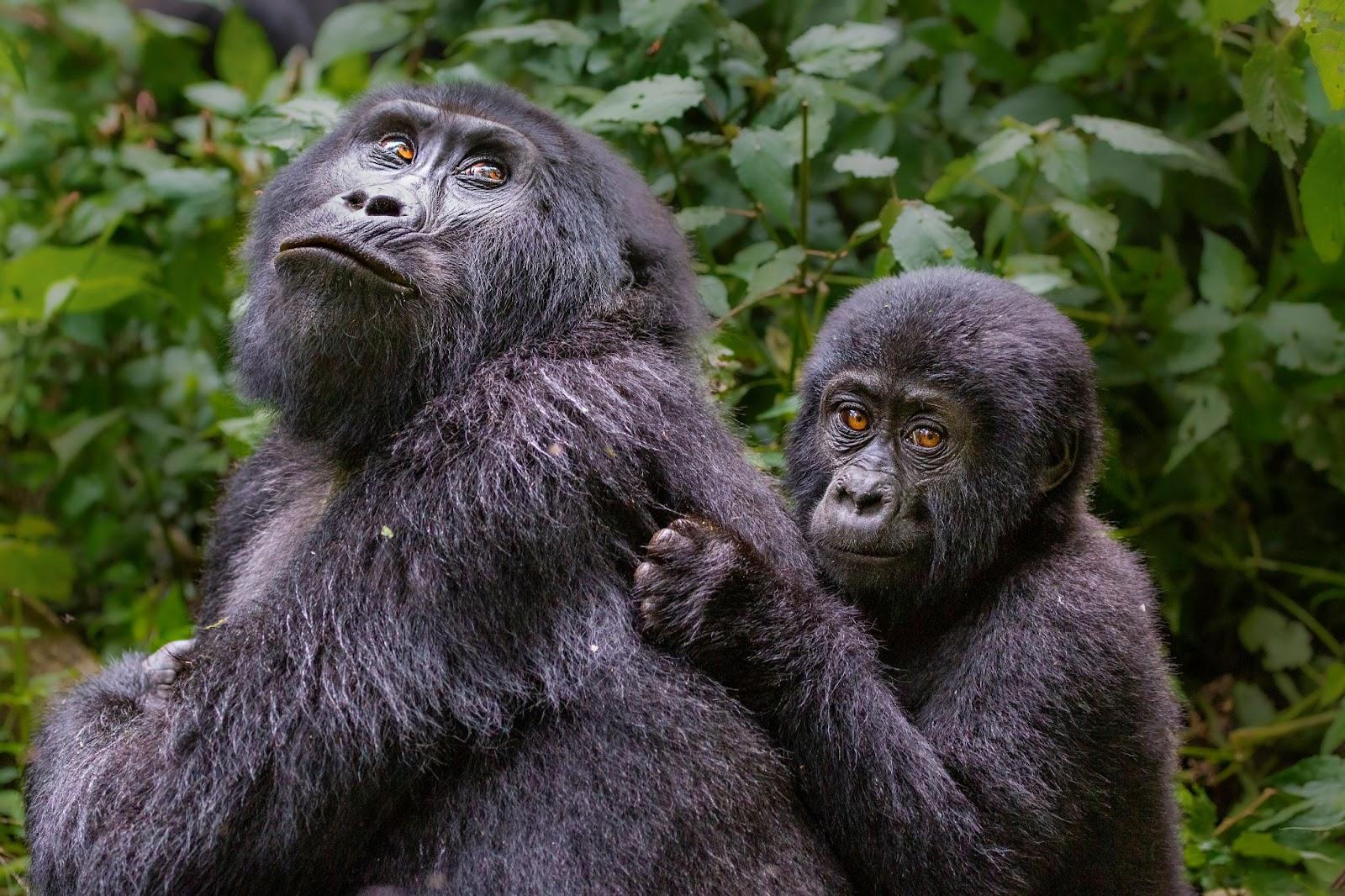 Female mountain gorilla with the baby on her back