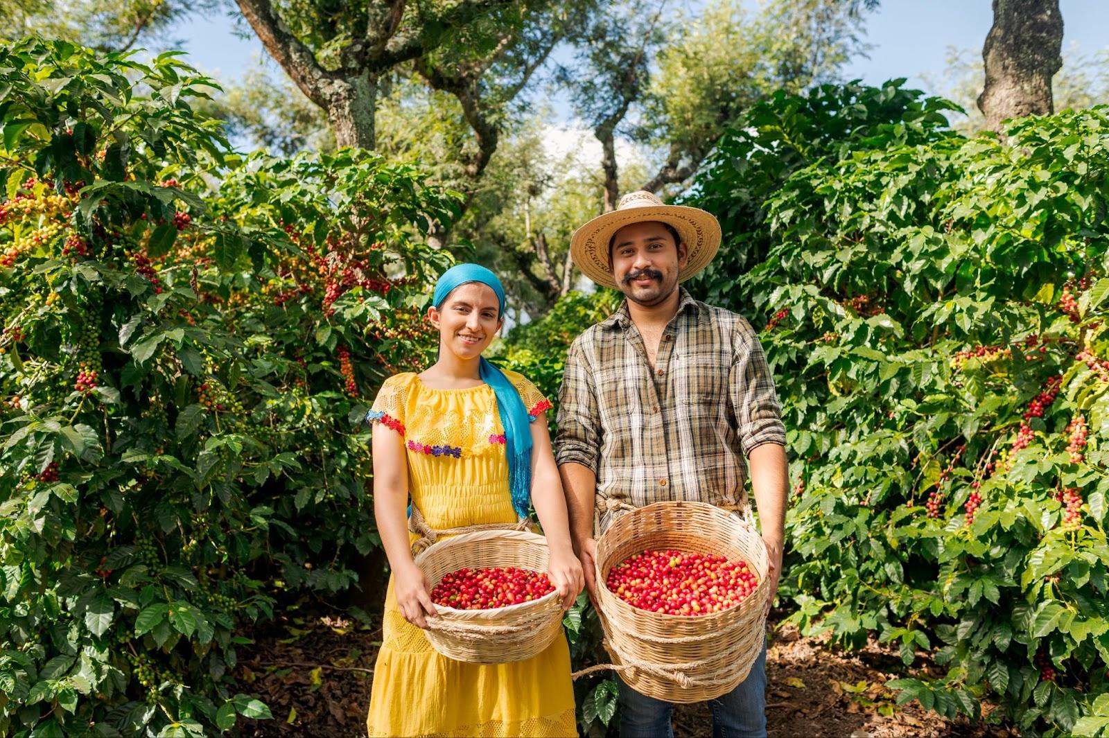 Colombian farmers working on a coffee farm