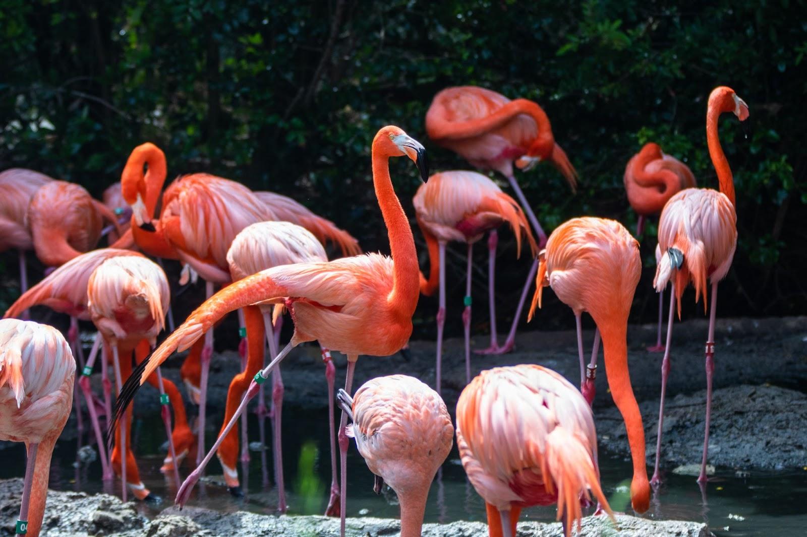 A flock of Caribbean flamingos