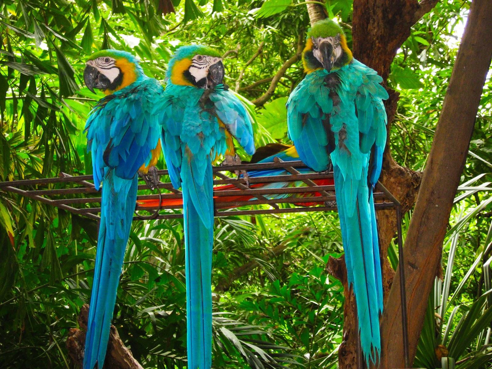 3 blue and gold macaws in a park in Cartagena