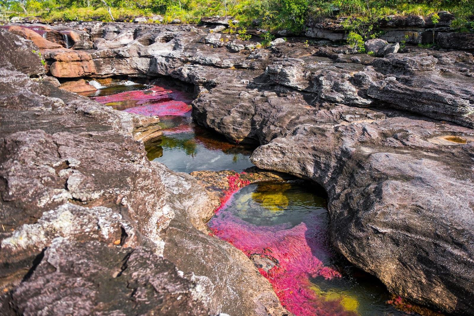 Caño Cristales pink river