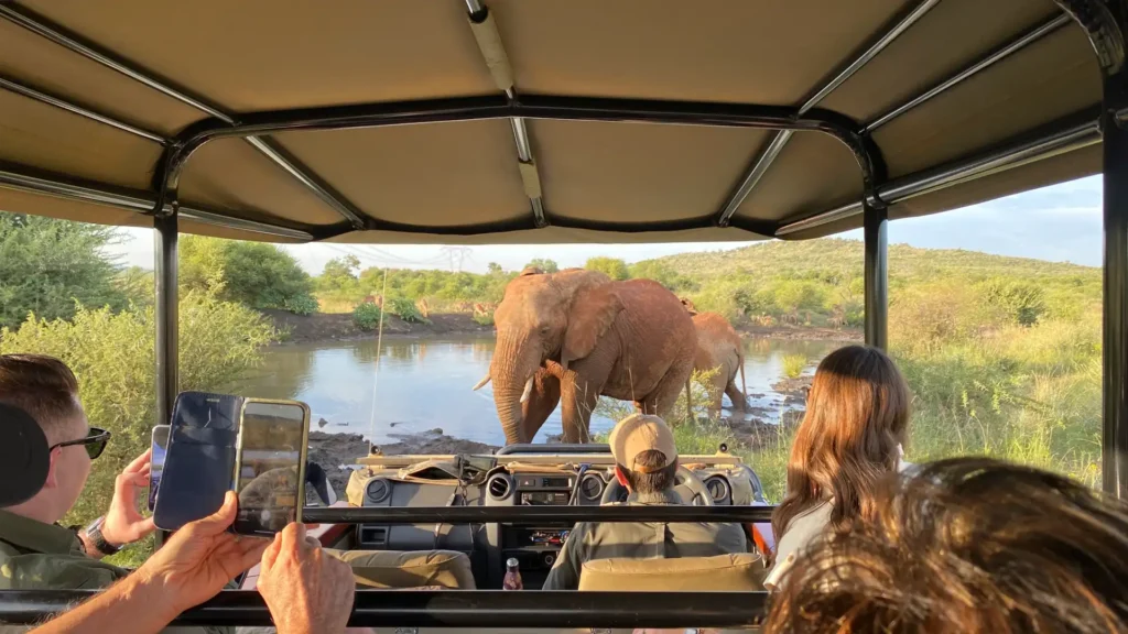 Pilanesberg, South Africa. Safari driving tour with a view of two elephants in a watering hole.