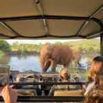 Pilanesberg, South Africa. Safari driving tour with a view of two elephants in a watering hole.