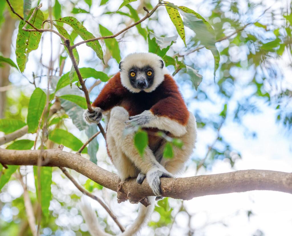 Endemic Coquerel's sifaka (Propithecus coquereli), Ankarafantsika National Park, Madagascar Wildlife, Africa