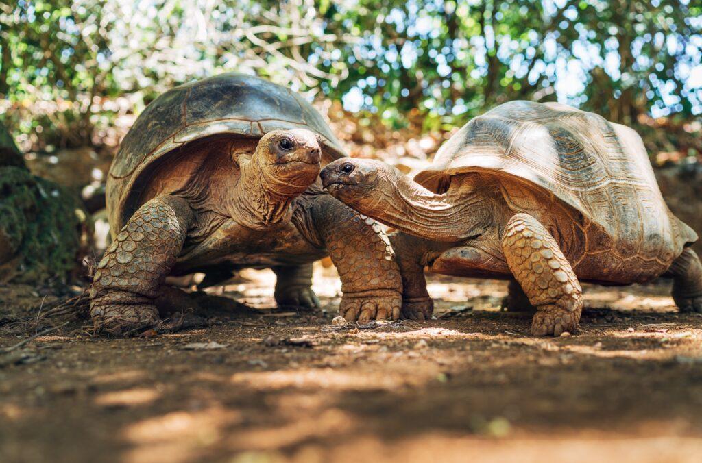 Couple of Aldabra giant tortoises endemic species - one of the largest tortoises in the world in zoo Nature park on Mauritius island.