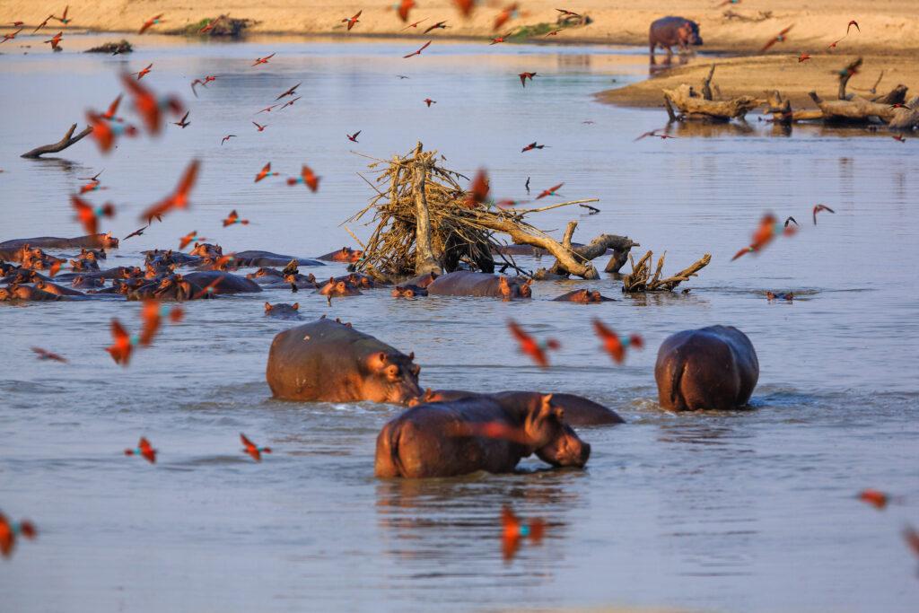 Hippos in the South Luangwa National Park - Zambia