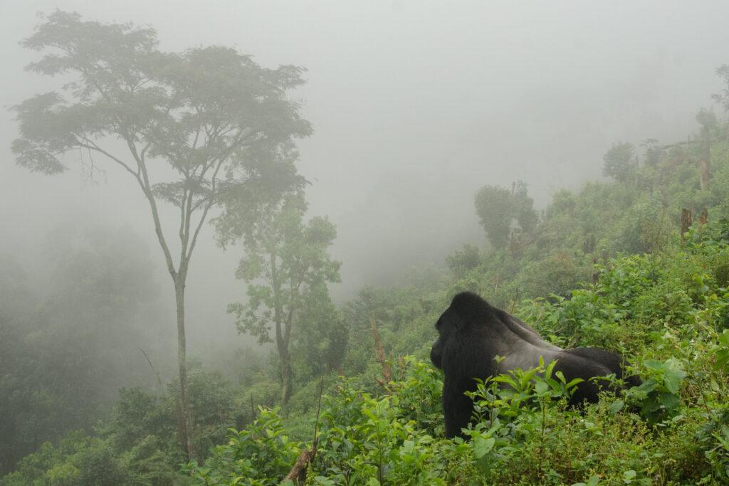 Gorilla in the mist