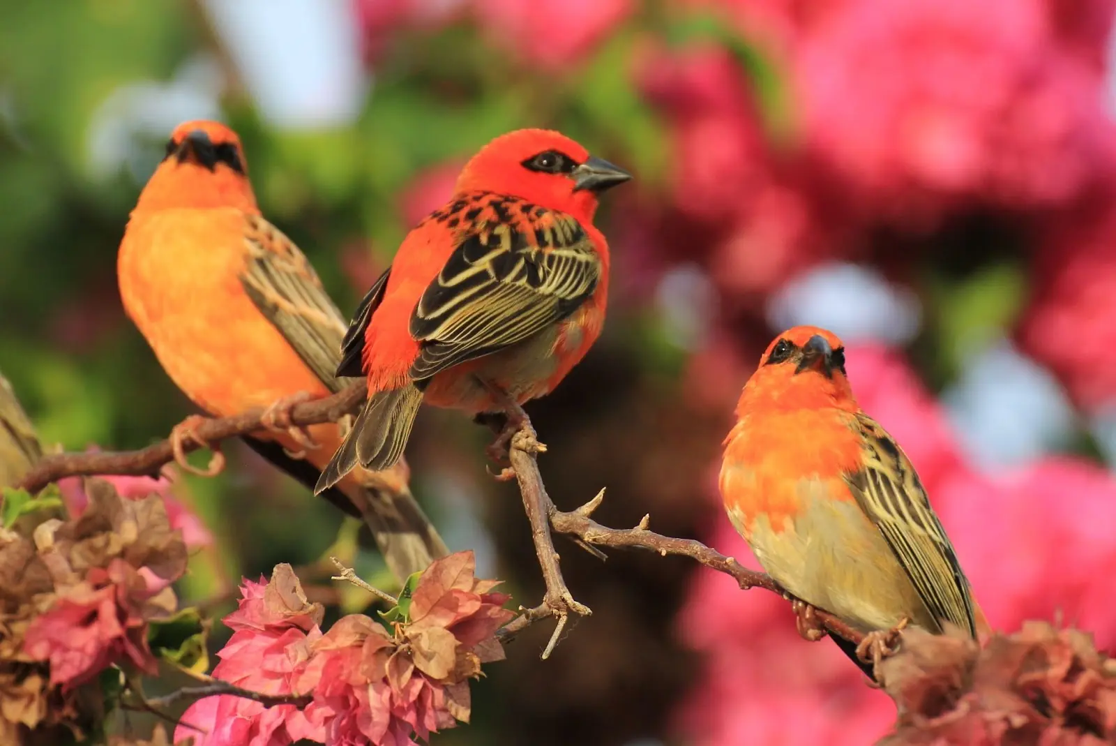 Three Kardinals birds on a branch