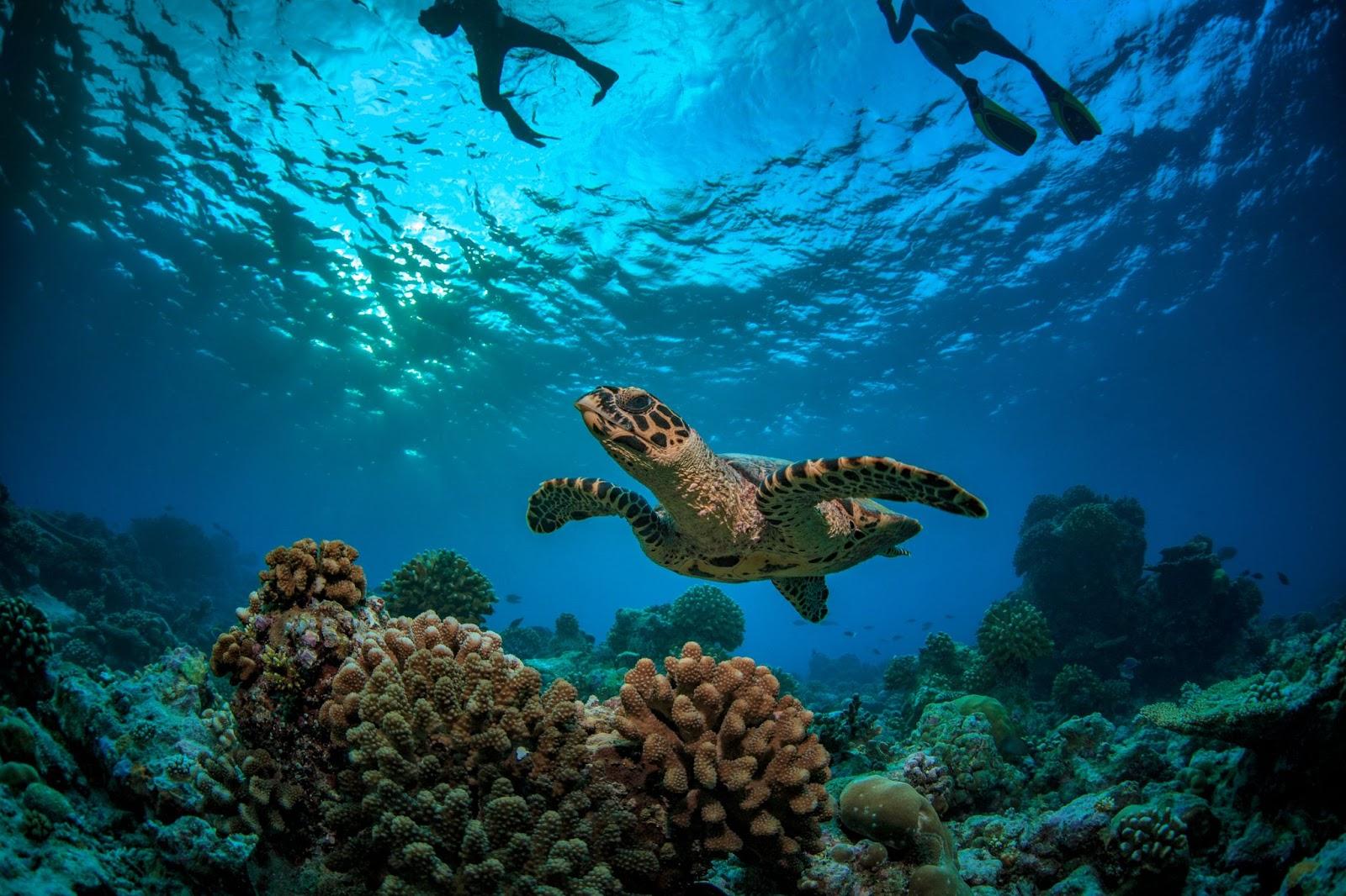 Coral reef with turtle underwater