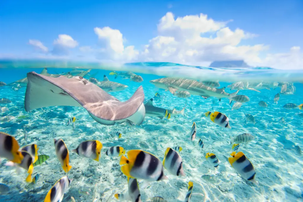 Colorful fish, stingray and black tipped sharks underwater in Bora Bora lagoon