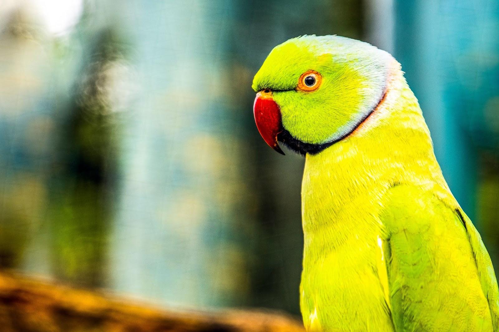 Mauritius Parakeet