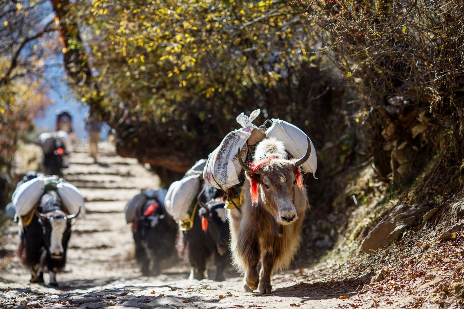 Yaks carrying weight in Nepal