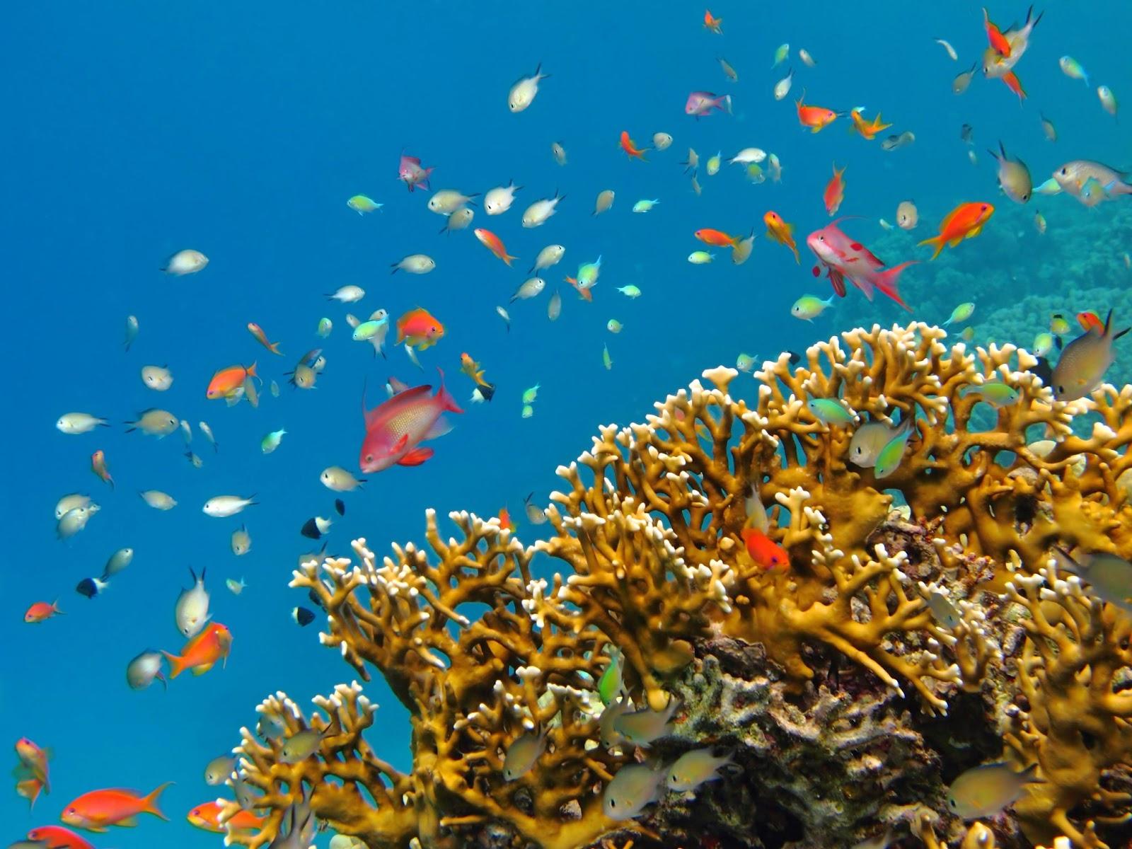 Coral and fish off the coast of comoros